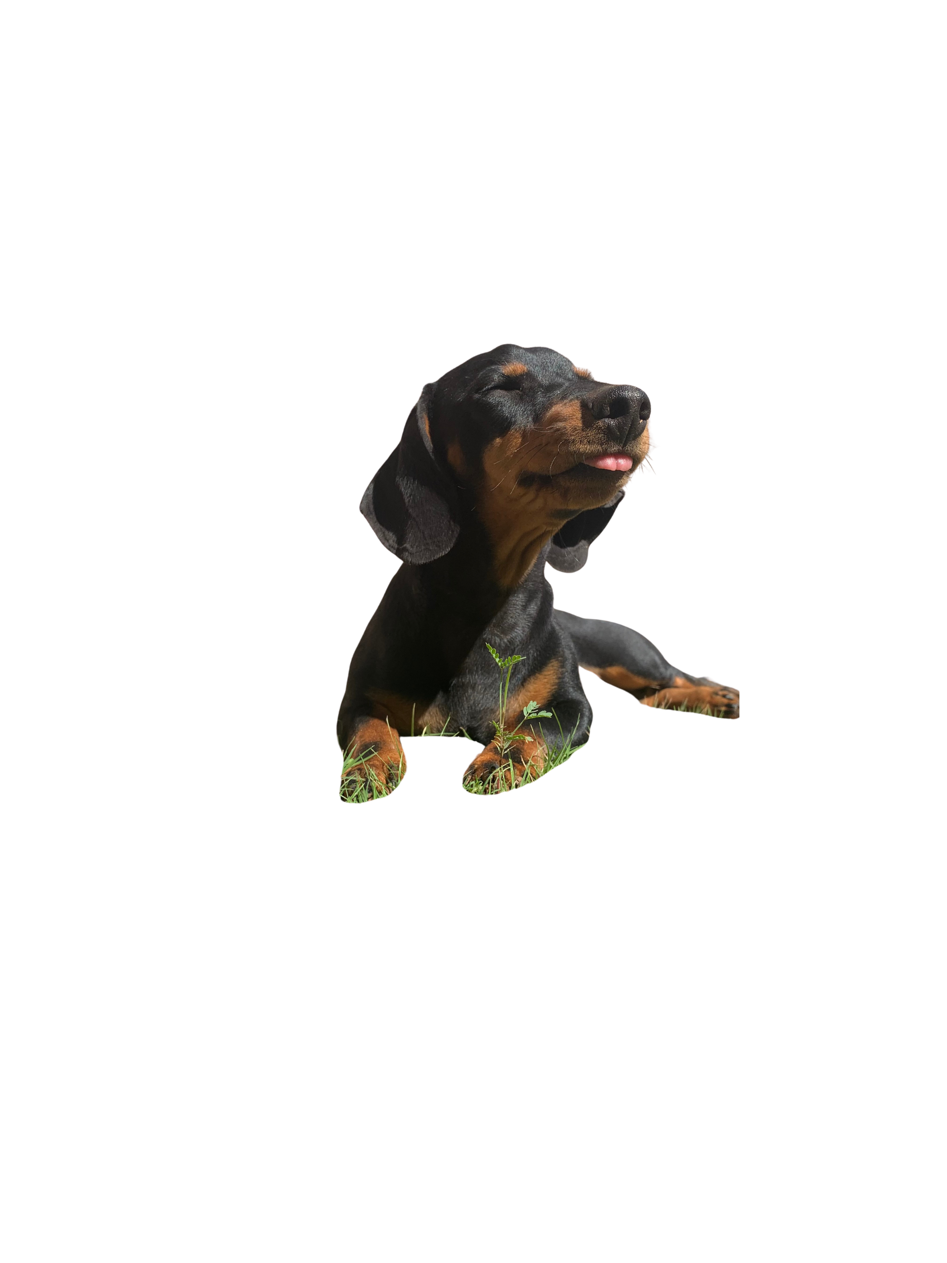 ollie-cutout.png